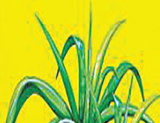 ஞாயிறு மலர்