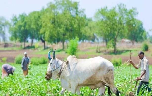 விவசாயிகளுக்கு ஆதார் போல அடையாள எண்! இந்தியா
