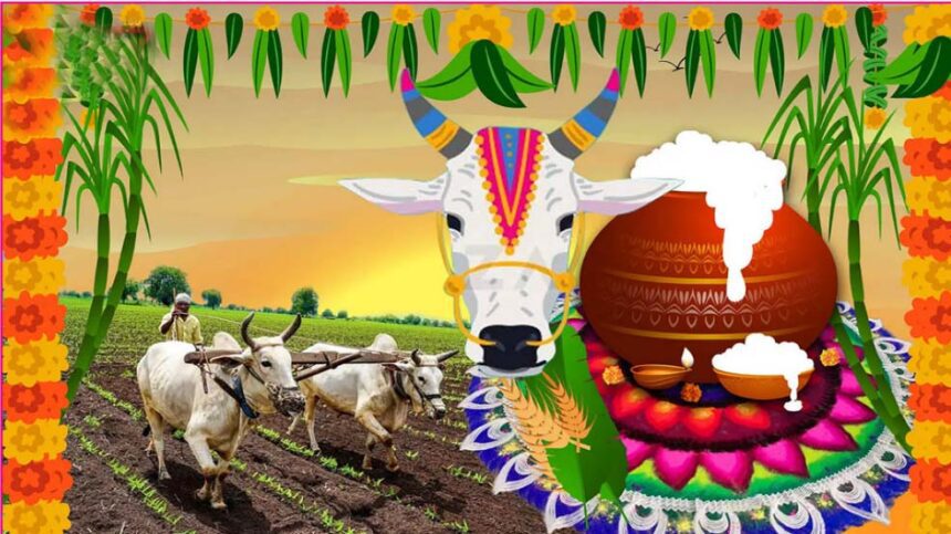 கட்டுரை, ஞாயிறு மலர்