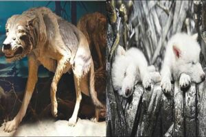 ஞாயிறு மலர்
