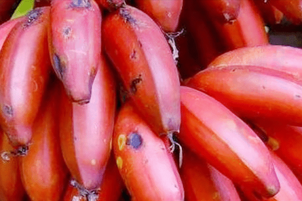மருத்துவக் குணங்கள்
