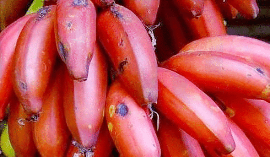 மருத்துவம்