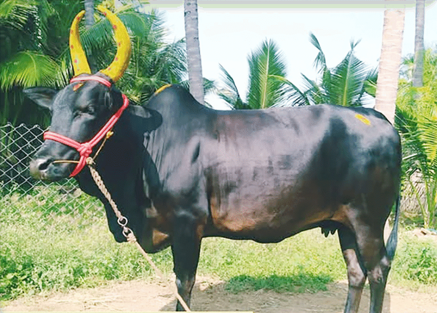 கட்டுரை, ஞாயிறு மலர்