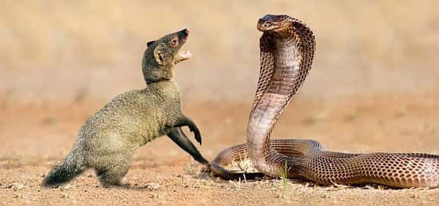 ஞாயிறு மலர்