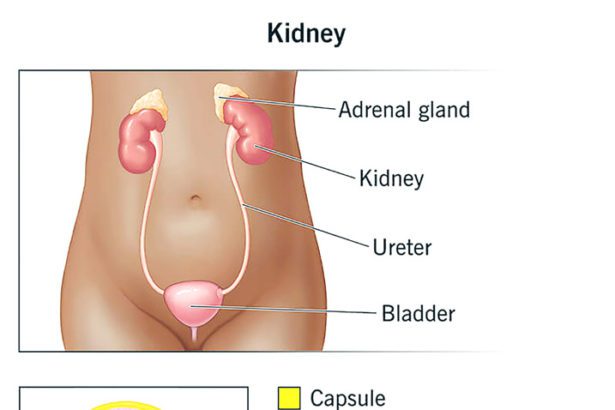 சிறுநீரகப்
