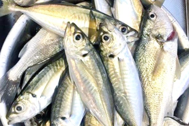 உணவே மருந்து