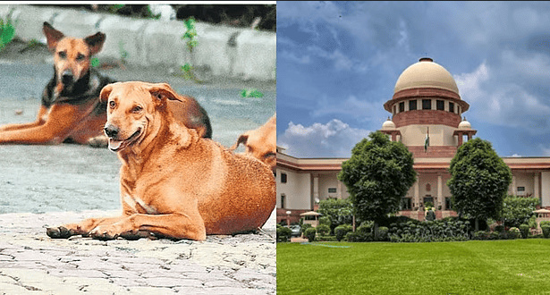 தெரு விலங்கு