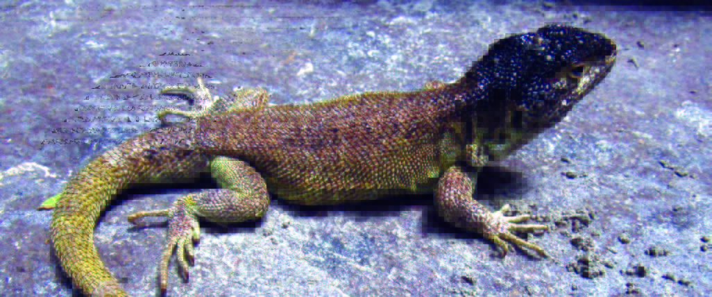 ஞாயிறு மலர்