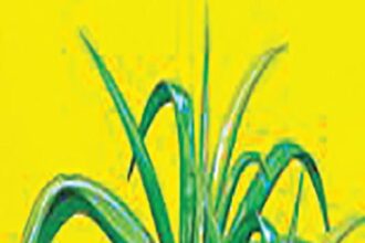 ஞாயிறு மலர்