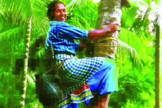 ஞாயிறு மலர்