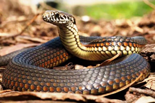 ஞாயிறு மலர்