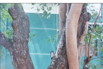 இந்தியா, தமிழ்நாடு
