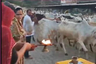 ஞாயிறு மலர்