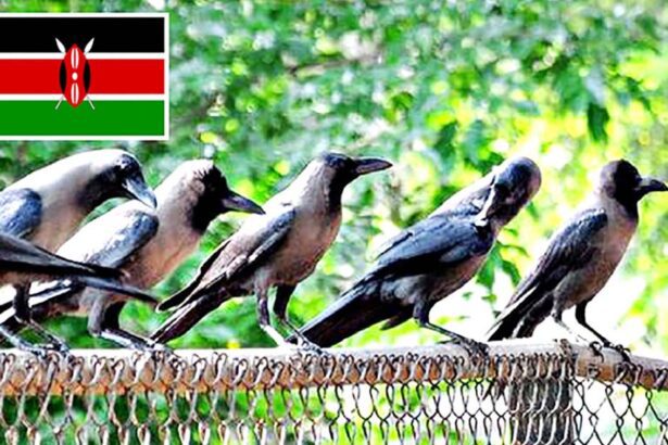 ஞாயிறு மலர்