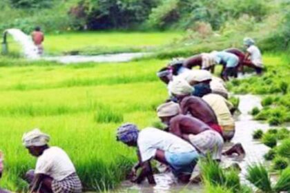 ஒரு பயிர் திட்டம் செயல்பாட்டுக்கு வந்தது 20 விழுக்காடு கூடுதல் மகசூல் கிடைக்கும்