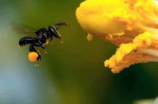 அறிவியல் அரங்கம்