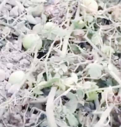 இந்தியா