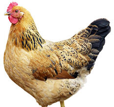 திராவிடர் கழகம்