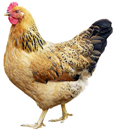 திராவிடர் கழகம்