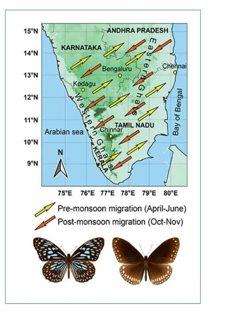 கட்டுரை, ஞாயிறு மலர்