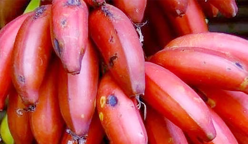 மருத்துவம்