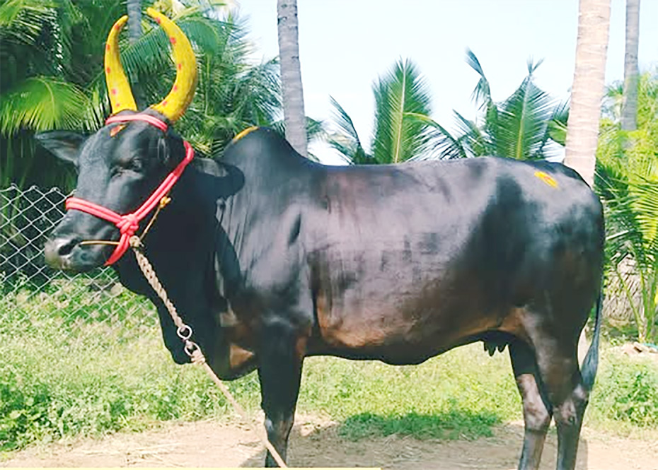 ஞாயிறு மலர்