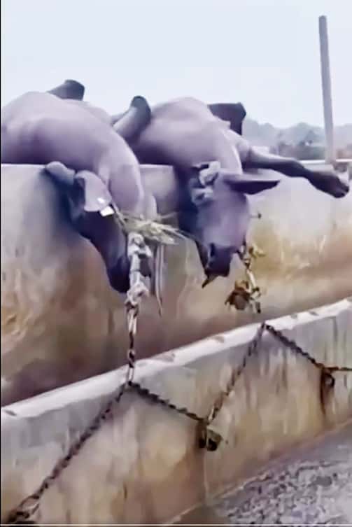 கட்டுரை, ஞாயிறு மலர்