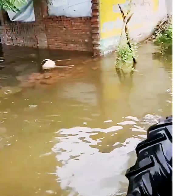 கட்டுரை, ஞாயிறு மலர்