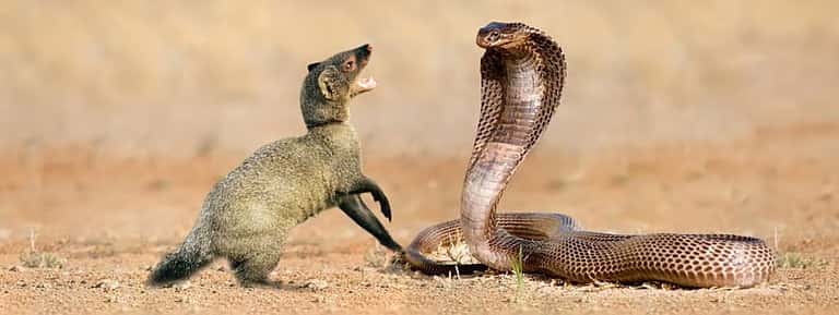 கட்டுரை, ஞாயிறு மலர்