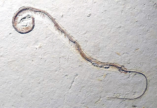 ஞாயிறு மலர்