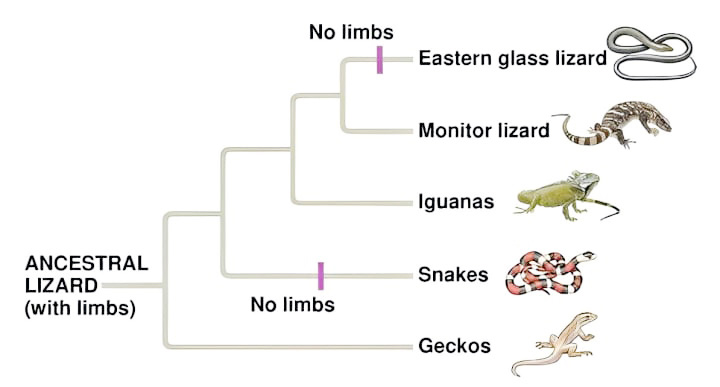 ஞாயிறு மலர்