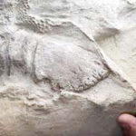 இந்தியா