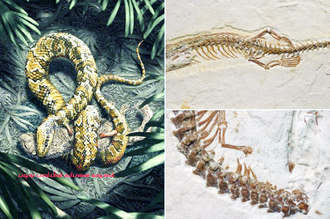 ஞாயிறு மலர்