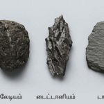 ஞாயிறு மலர்