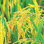 திராவிடர் கழகம்