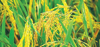 தமிழ்நாடு