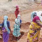 கட்டுரை, ஞாயிறு மலர்