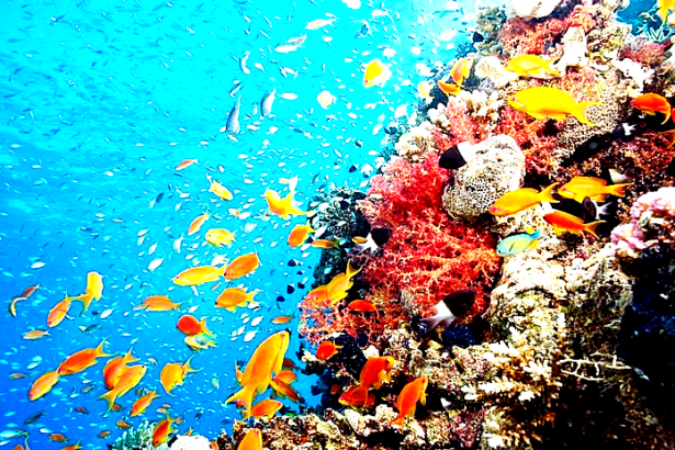 ஃபோராமினிஃபெரா