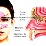 திராவிடர் கழகம்