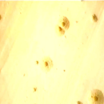 அரசியல்