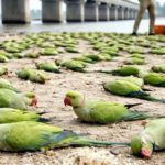 திராவிடர் கழகம்