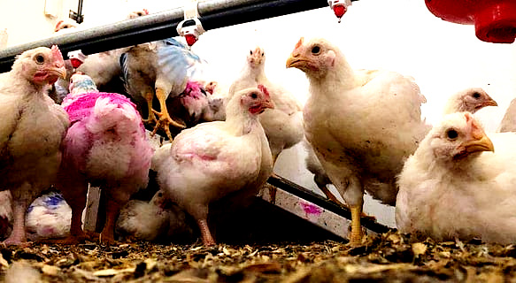 தமிழ்நாடு