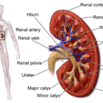 கட்டுரை