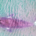 வரலாற்றுச் சுவடுகள்