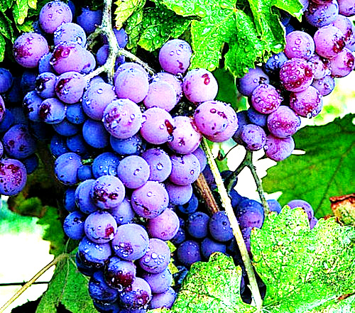 மருத்துவம்