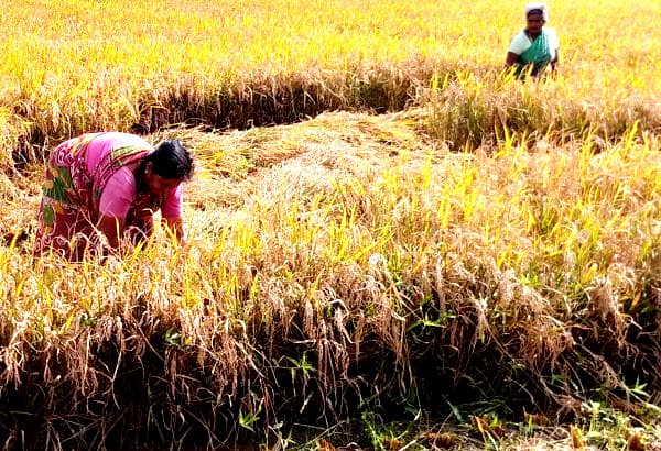 குறுவை